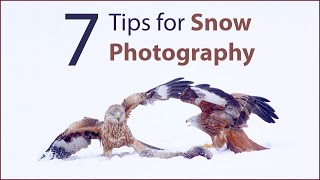 How to Photograph Birds in the Snow -  7 Tips for Better Photos with Paul Miguel Photography