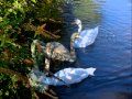 Le bac des cygnes à Saint Céré