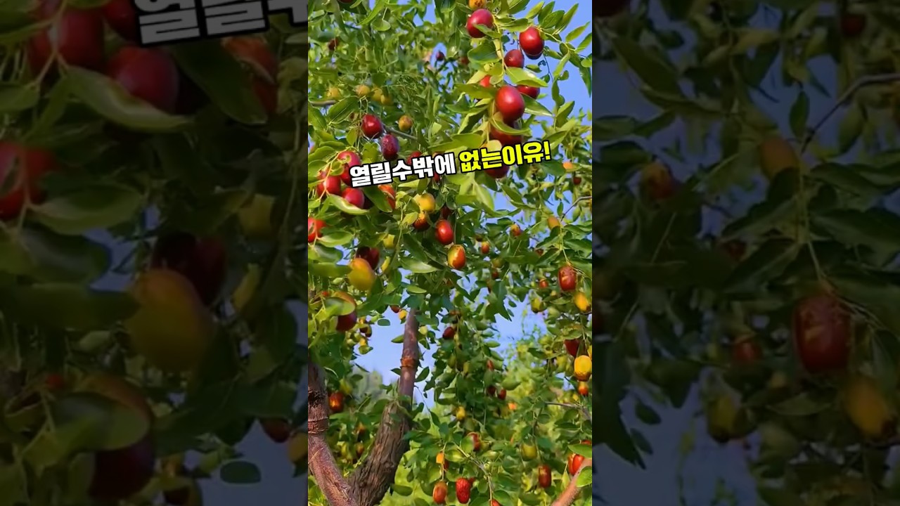 사과대추 #대추나무 #대추나무가지치기 #사과대추가지치기 #대추재배 #과수재배 #텃밭농사 adlı videoyu YouTube'da izle 사과대추 #대추나무 #대추나무가지치기 #사과대추가지치기 #대추재배 #과수재배 #텃밭농사 adlı videoyu YouTube'da izle