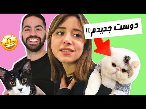    پیشی گوگولی