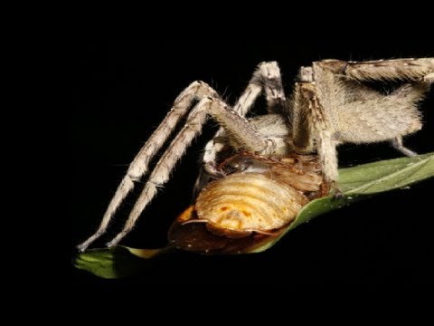 Spider vs Penis (Priapism) - Smarter Every Day 98