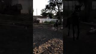 Small horse training