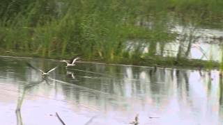 Black Skimmers skimming