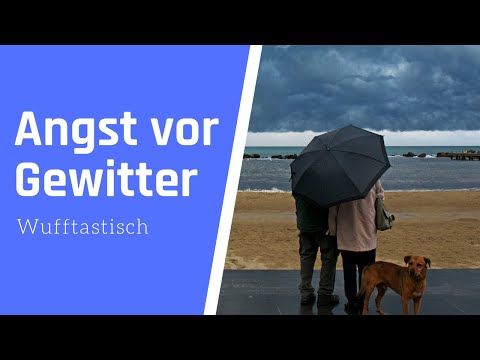 Video: Reiseangst Bei Hunden Lindern