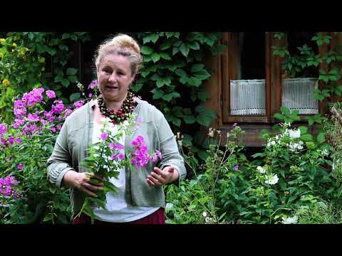 Wideo: Najlepsze zioła na bukiety: jak stworzyć bukiet ziół