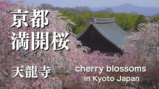 SUB【京都・桜】京都桜名所 満開桜/天龍寺/枝垂桜 京都観光 春の京都 写真撮影/cherry blossoms in Kyoto Japan