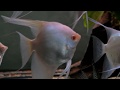 Albino angelfish - Pterophyllum species