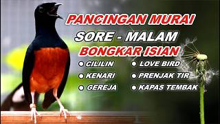 Download lagu 🔴 LIVE 65 - PANCINGAN MURAI BATU FULL ISIAN TEMBAKAN MEWAH, MELATIH MURAI EMOSI BONGKAR ISIAN