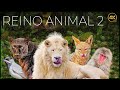 REINO ANIMAL: VIDA SALVAJE - EPISODIO 2 | Animales Salvajes