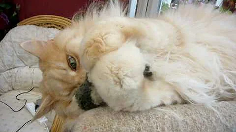 Watch the video about Geoff the Maine Coon cat attacks a toy
