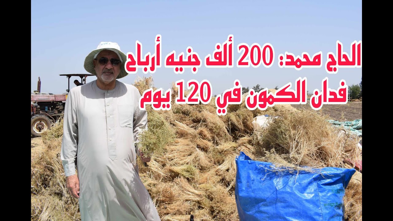 200 ألف جنيه أرباح فدان الكمون في 120 يوم (قصة مزارع مع الكمون)