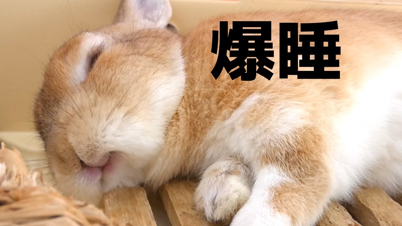 うさぎを洗濯ネットに入れて爪切りしようとしたら If You Try To Cut A Nail By Putting A Rabbit In A Laundry Net Youtube