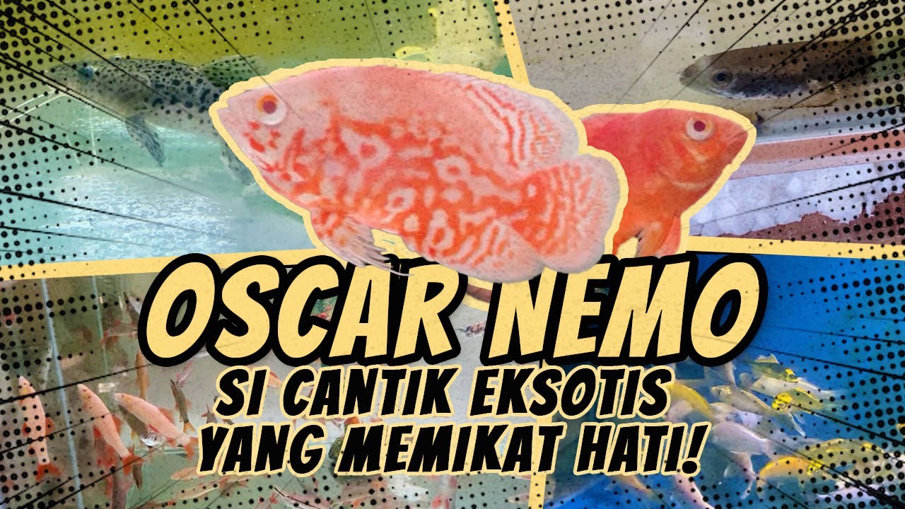 SI CANTIK EKSOTIS YANG MEMIKAT HATI || UPDATE STOK BINAR AQUATIC