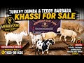 100Kg+ Turkey Dumba @Reasonable Rate | Teddy Barbara Khassi &amp; Andul For Sale | Call 📞 7450981436