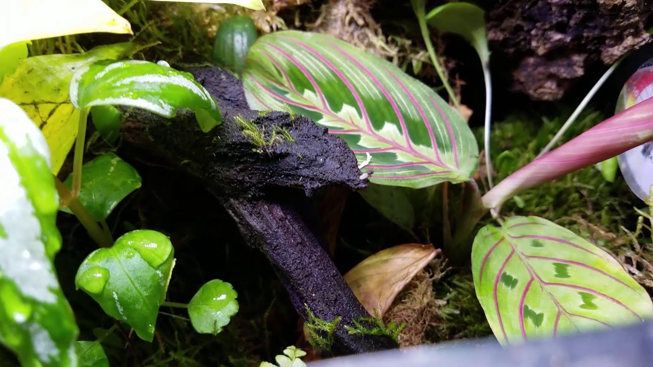 snake oil December Reptile Show Haul!!!! - Snake and Frogs
