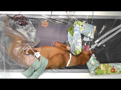 Canine Health Schemes - Elbow Dysplasia