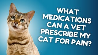What Are the Medications That My Veterinarian Can Prescribe if My Cat is in Pain? | Vet FAQs