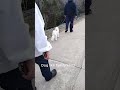 Is This Pure Love in Canada? #Shorts #Viral