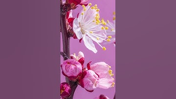 Thumbnail of Apricot Flowers Timelapse