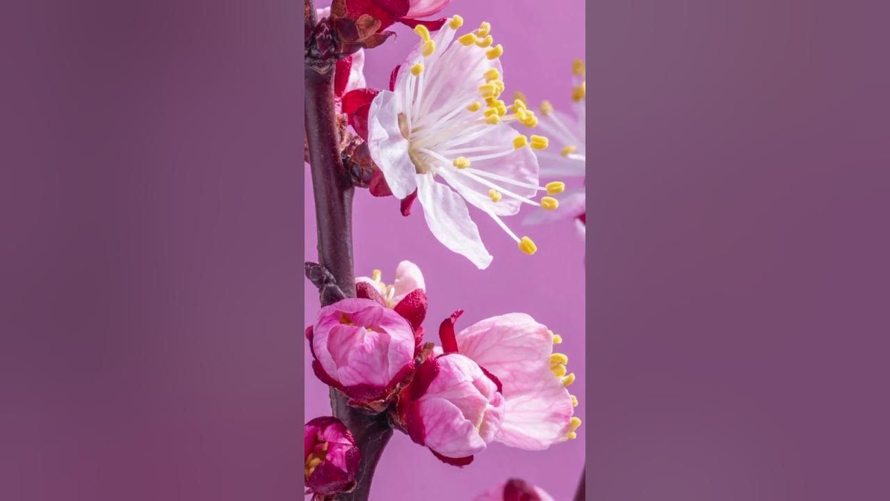 Apricot Flowers Timelapse