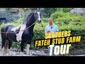 Top horse stud farm tour  surprise visit to fateh stud farm 