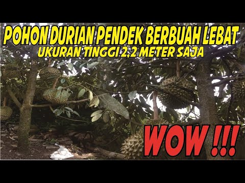 Cara Membuat Pohon Durian Pendek Berbuah
