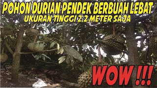 Pohon Durian Bawor Berbuah Lebat - Pohon Durian Pendek Berbuah Lebat - Agar Pohon Durian Berbuah