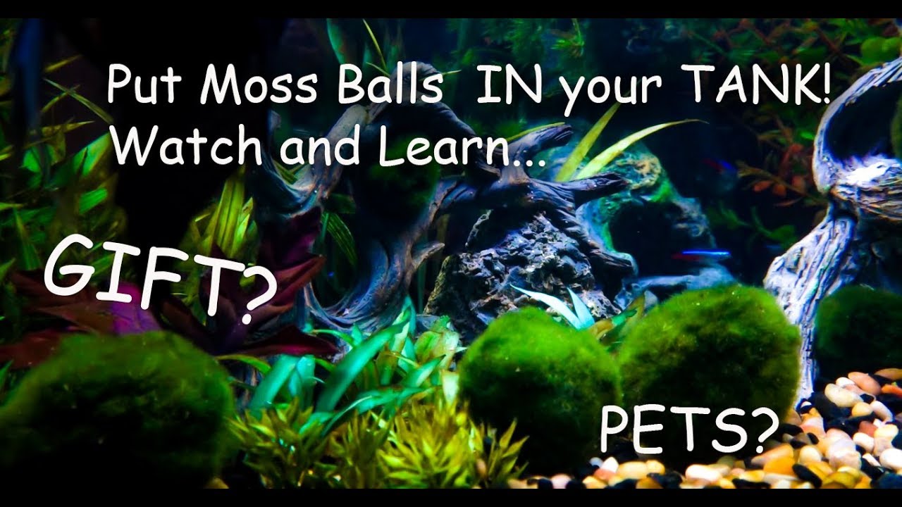 Marimo Moss Balls unboxing and care, how to put them in your tank