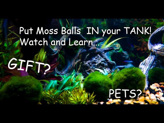 How to introduce marimo moss balls to my aquarium? Do I just throw them in  - Quora
