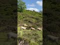 A flock of lambs #lamb #shortvideo