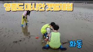 영종도 마시안 갯벌체험 백합찾기