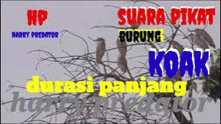 ⭕ Suara pikat burung koak🎵@HarryPredator