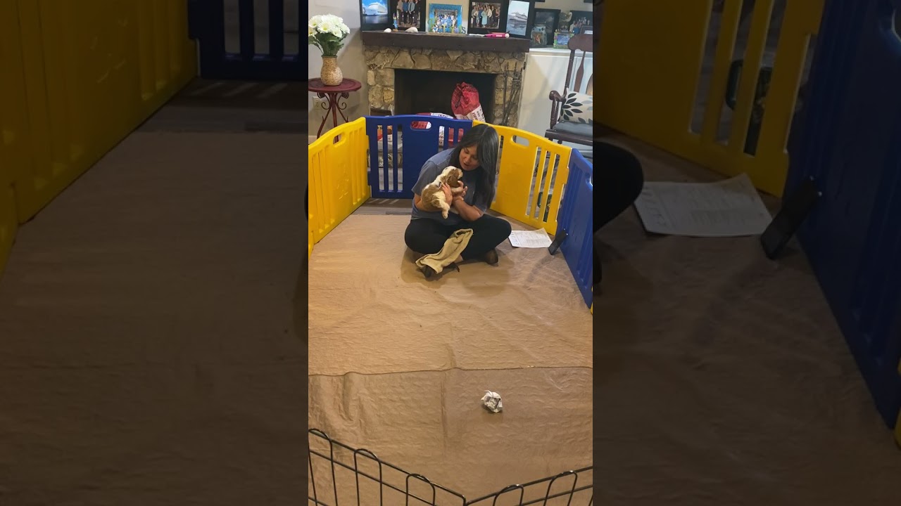 Cedar’s temperament testing