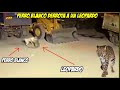 Kangal vs Leopardo/ Perro Blanco tipo Kangal derrota a un Leopardo?