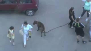 Девушка держит собаку за поводок, собака без намордника, смелые прохожие проходят рядом с собакой! Девушка держит собаку за поводок, собака без намордника, смелые прохожие проходят рядом с собакой!