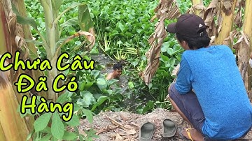 Lên Núi Câu Cá | Mới Móc Lỗ Lục Bình Là  Có Hàng Rồi