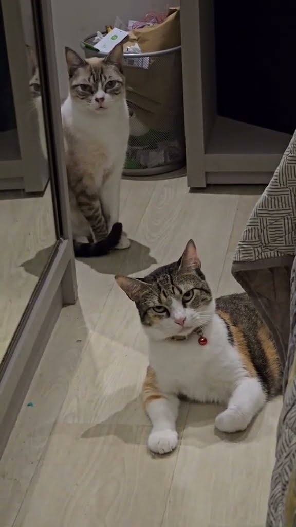 Funny  kitten