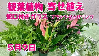 上から観葉植物の寄せ植えプランツギャザリング水やり簡単な蛇口付のガラスの器ストレスレスポット