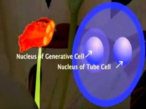 Video: Hvad er gametofytten af en blomstrende plante?