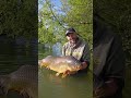 pêche à la graine printanière pour deux jolies carpes.#fishing #sportex #kryston #nokill #carpe