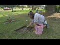 Woman cleaning every headstone in cemetery