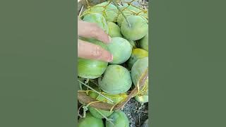 Mangga Gedong Gincu Super