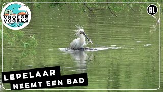 Badderende lepelaar | Zelf Geschoten | Vroege Vogels