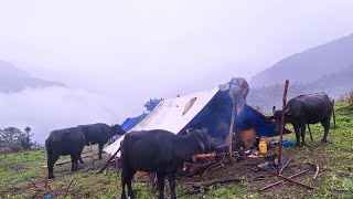 Organic Nepali Mountain Village Life | Rainy Day | Shepherd Life in Nepal | Village Life Nepal |