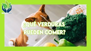 Qué verduras no se le puede dar a los perros by Cuidemos el Planeta 64 views 8 months ago 5 minutes, 51 seconds