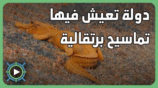 ما لا تعرفه عن العالم | ج7