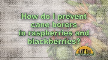 How do I prevent cane borers in my raspberries and blackberries?