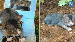 Heartbroken Cat Lives By Owners Grave For A Year And Refuses To Leave