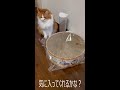 猫にバリバリボウルをプレゼントするとこうなった