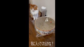 猫にバリバリボウルをプレゼントするとこうなった